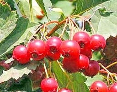 Сбор боярышника и шиповника – когда собирать, как сушить