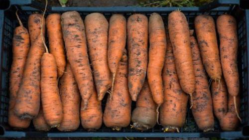 Можно ли хранить морковь в погребе в коробках. Как хранить морковь в домашних условиях А как хранить морковь дома, если нет ни погреба, ни подвала? В квартире ограниченное количество корнеплода можно упаковать в полиэтиленовые мешки и положить в холодильник. Многие горожане складывают морковь в картонные коробки, выставляют на