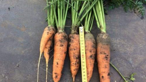 Какие преимущества имеет хранение моркови в песке. Преимущества и недостатки хранения моркови в песке, пошаговая инструкция