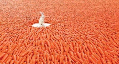 Какие меры безопасности следует принять при работе с морковью, хранящейся в подвале зимой. Как хранить морковь на зиму в погребе, в подвале и в домашних условиях