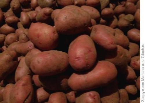 Как хранить морковь в погребе зимой в домашних условиях. До весны морковь, поверь, сохранится без потерь!