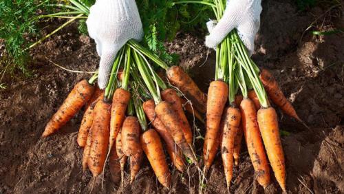 Какие меры безопасности следует принять при работе с морковью, хранящейся в подвале зимой. Как хранить морковь на зиму в погребе, в подвале и в домашних условиях