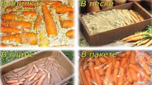 Какие типы пакетирования лучше использовать для хранения моркови на зиму. Особенности хранения моркови в пакетах зимой в подполе