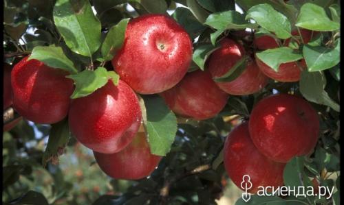 Какие методы сушки яблок наиболее эффективны. Способы сушки яблок