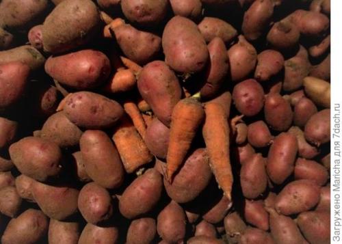 Как хранить морковь в погребе зимой в домашних условиях. До весны морковь, поверь, сохранится без потерь!