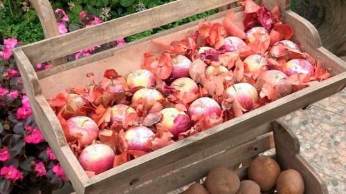 Какие продукты можно хранить вместе с морковью в погребе. Как хранить картошку в одном погребе с яблоками и можно ли так делать