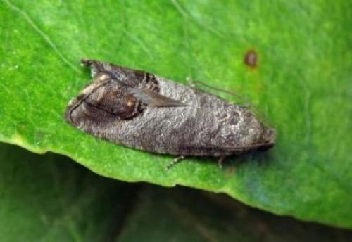 Огневка на черной смородине. Огнёвка на смородине, как бороться.