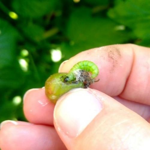 Огневка на черной смородине. Огнёвка на смородине, как бороться.