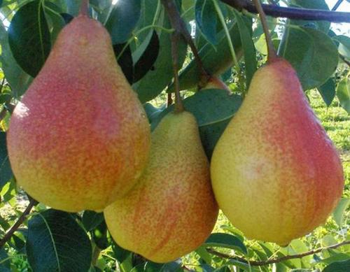 Самые вкусные сорта груш. Летние вкусные сорта груш — описание