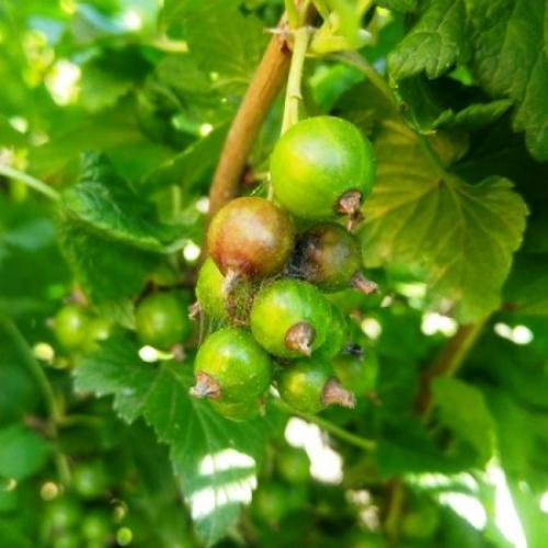 Огневка на черной смородине. Огнёвка на смородине, как бороться.