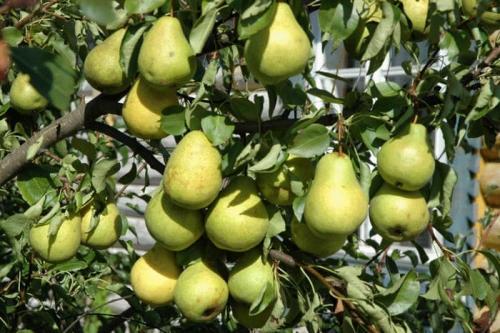 Самые вкусные сорта груш. Летние вкусные сорта груш — описание