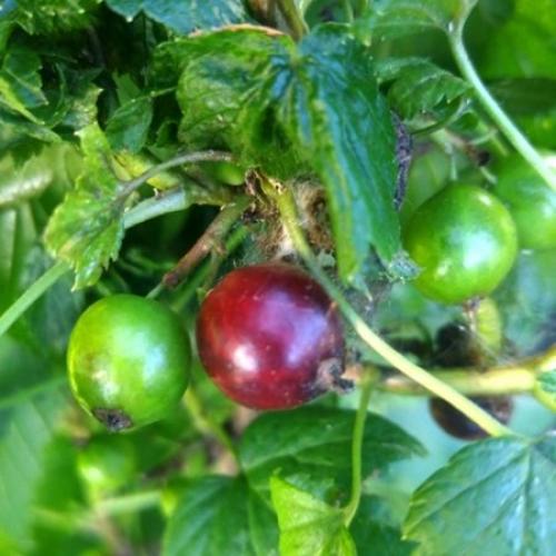 Огневка на черной смородине. Огнёвка на смородине, как бороться.