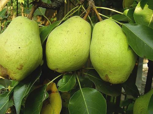 Самые вкусные сорта груш. Летние вкусные сорта груш — описание