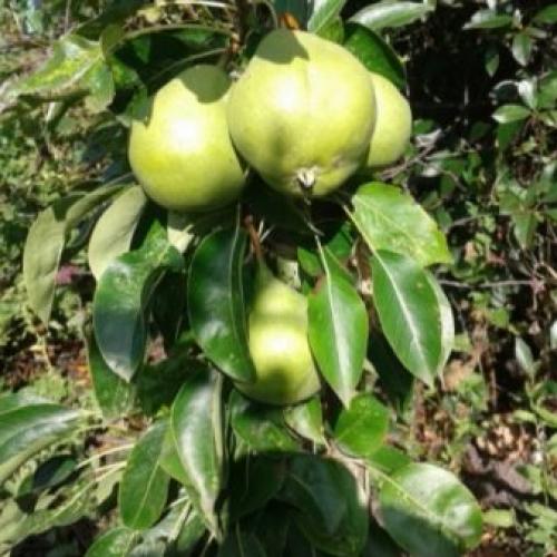 Самоплодные низкорослые сорта груши для.. Характеристика самоплодных сортовых груш 01