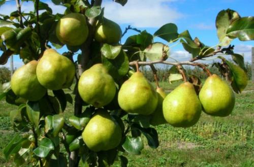 Самоплодные низкорослые сорта груши для.. Характеристика самоплодных сортовых груш 02