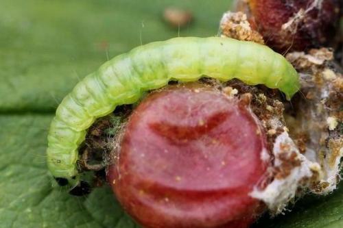 Огневка на красной смородине. Огневка на смородине: как бороться?