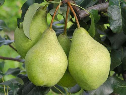Самые вкусные сорта груш. Летние вкусные сорта груш — описание