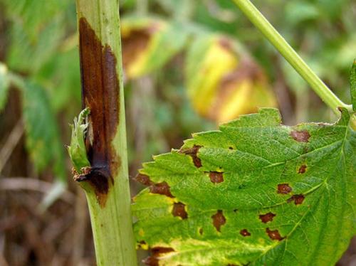 Огневка на малине. Отмирание побегов малины