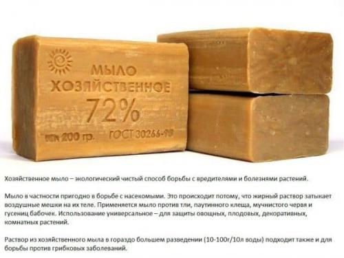 Обработка смородины мылом. Мыло (мыльный раствор)