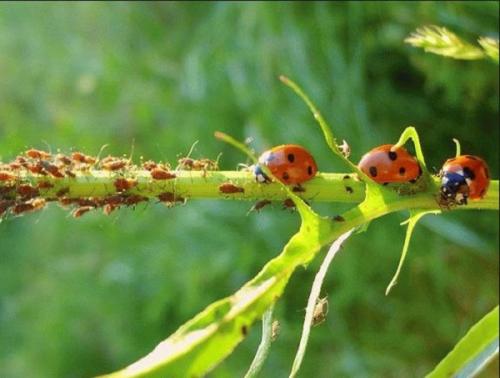 Чем обработать смородину от тли. Как избавиться от тли на смородине
