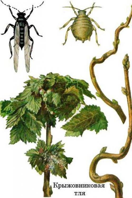 Тля на смородине забудьте о ней навсегда. Как выглядит тля на смородине и чем она опасна для кустарника