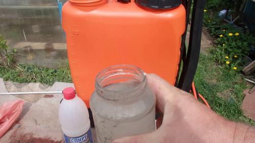 Как бороться с тлей на смородине народными средствами. Способы борьбы с вредителем