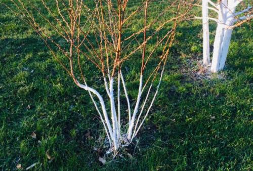 Как бороться с тлей на смородине народными средствами. Способы борьбы с вредителем