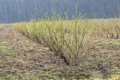 Обработка смородины летом. Календарь ухода за смородиной по месяцам