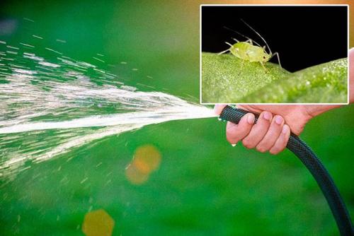 Как бороться с тлей на смородине народными средствами. Способы борьбы с вредителем