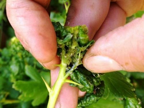 Йод от тли на смородине. Какая тля нападает на смородину: виды и признаки поражения кустарника