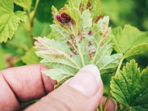 Как бороться с тлей на смородине народными средствами. Способы борьбы с вредителем