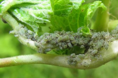 Сода от тли на смородине. Применение