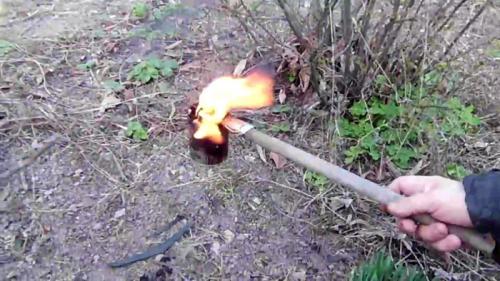 Как бороться с тлей на смородине народными средствами. Способы борьбы с вредителем