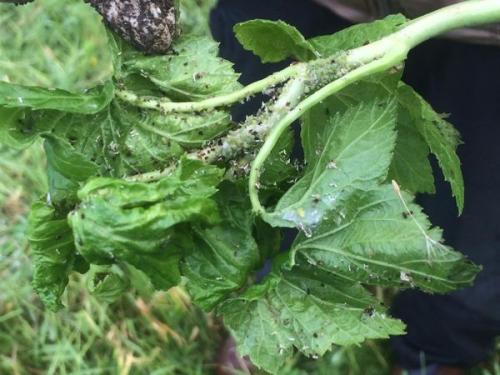 Тля на смородине забудьте о ней навсегда. Как выглядит тля на смородине и чем она опасна для кустарника