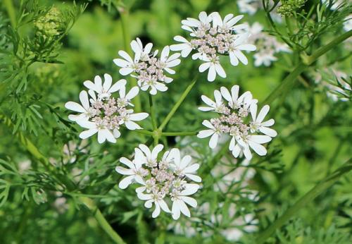 Чем обработать смородину от тли. Как избавиться от тли на смородине