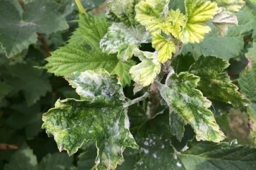 Сода от тли на смородине. Применение