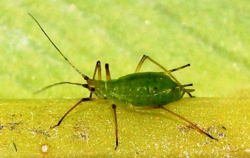 Йод от тли на смородине. Какая тля нападает на смородину: виды и признаки поражения кустарника