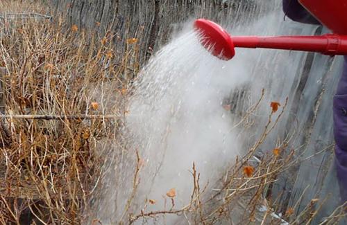 Как бороться с тлей на смородине народными средствами. Способы борьбы с вредителем