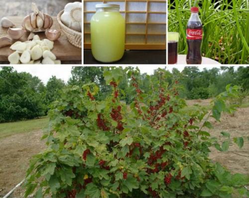 Как бороться с тлей на смородине народными средствами. Способы борьбы с вредителем