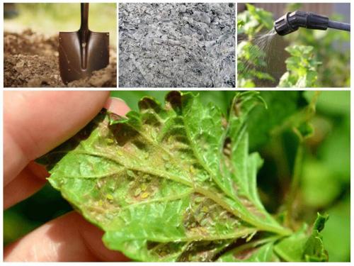 Как бороться с тлей на смородине народными средствами. Способы борьбы с вредителем