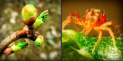 Обработка смородины летом. Календарь ухода за смородиной по месяцам