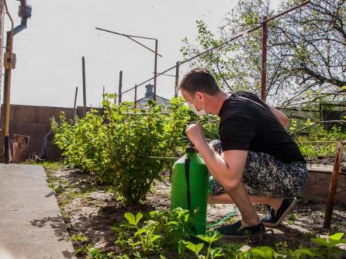 Чем обработать смородину осенью от грибка и клеща. Осенняя обработка смородины — советы садоводов