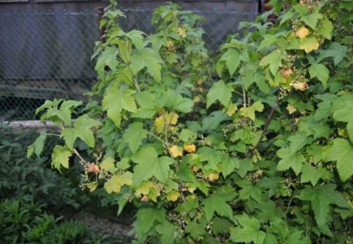 Крыжовниковая огневка на смородине в июне.. Вредители и болезни смородины в июне 13