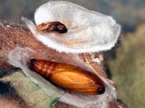 Крыжовниковая огневка на смородине в июне.. Вредители и болезни смородины в июне 21