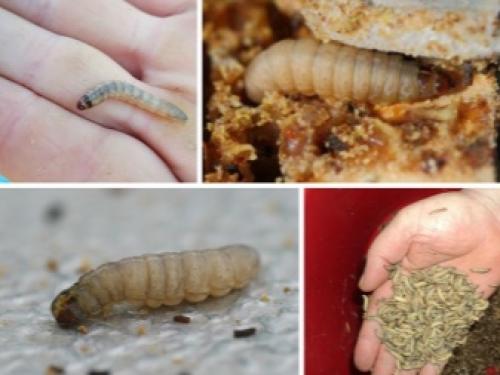 Крыжовниковая огневка на смородине в июне.. Вредители и болезни смородины в июне 17