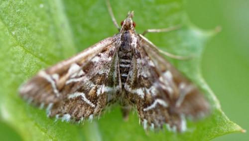 Крыжовниковая огневка на смородине в июне.. Вредители и болезни смородины в июне 20