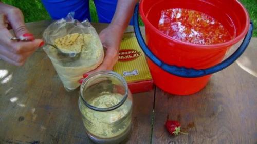 Огневка на смородине, как бороться. Как бороться с огневкой на смородине