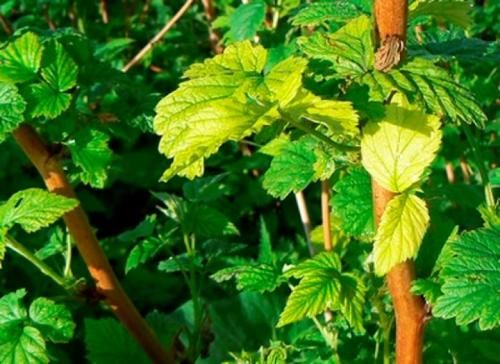 Крыжовниковая огневка на смородине в июне.. Вредители и болезни смородины в июне 12