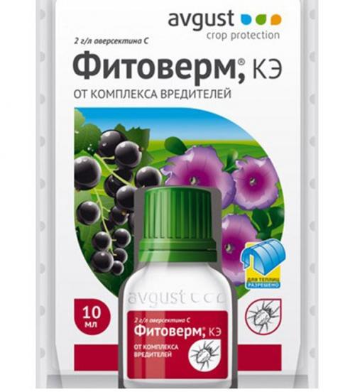Огневка на смородине, как бороться. Как бороться с огневкой на смородине