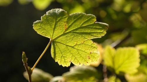 Крыжовниковая огневка на смородине в июне.. Вредители и болезни смородины в июне 16